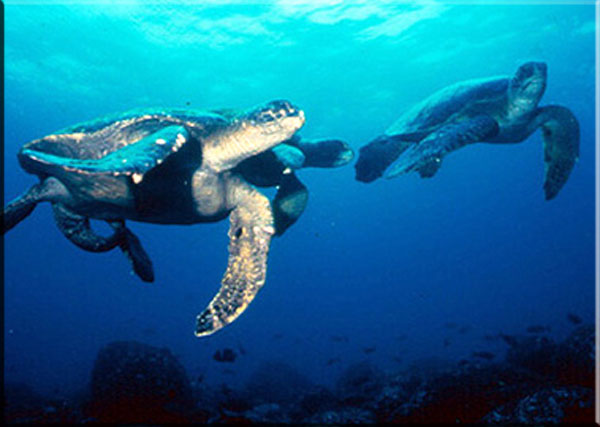 Galapagos turtles