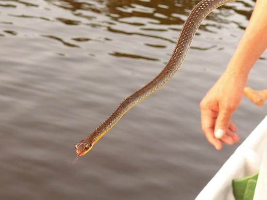 animals amazon ecuador